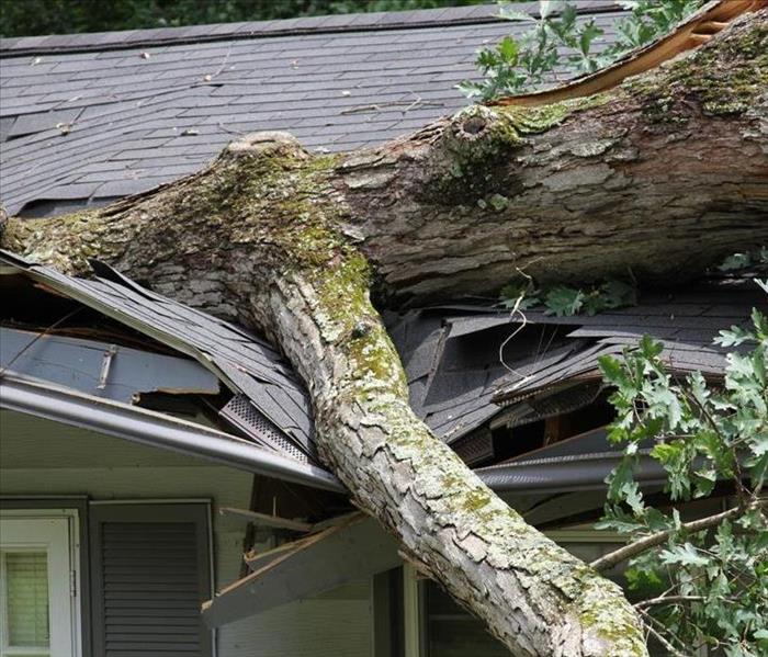 broken branch resting on smashed side and roof of house